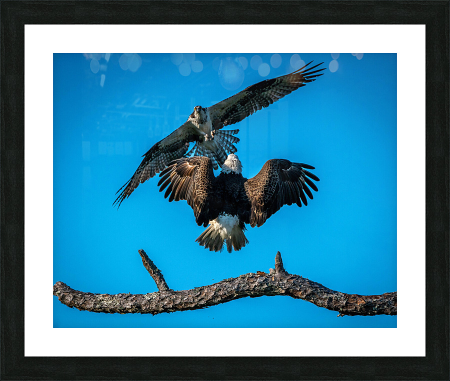  Bald Eagle vs Osprey  Picture Frame print
