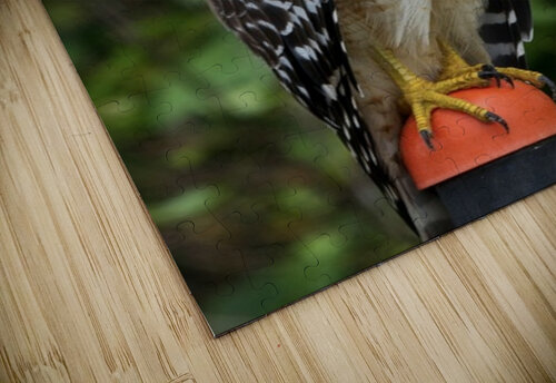 Red Shouldered Hawk  David Omohundro puzzle