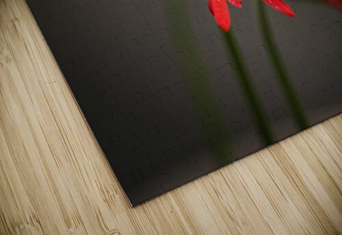 Flowers  David Omohundro puzzle