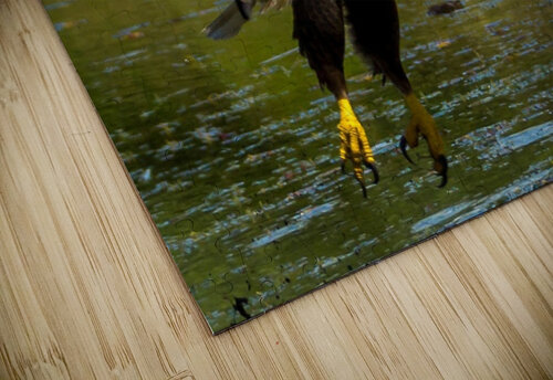 Bald Eagle David Omohundro puzzle