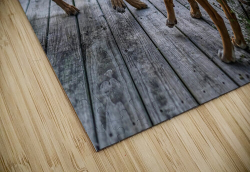 Puppies  David Omohundro puzzle