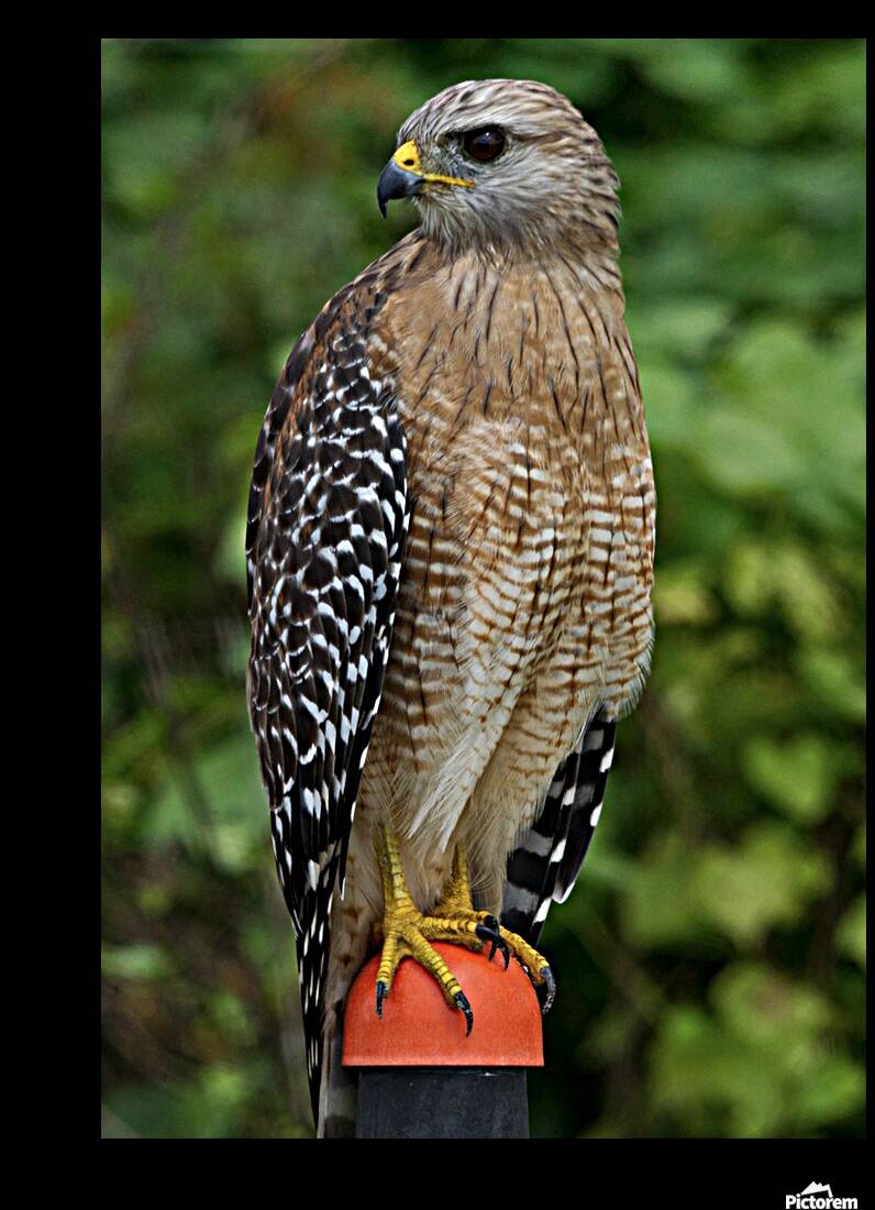 Red Shouldered Hawk  Reproduction