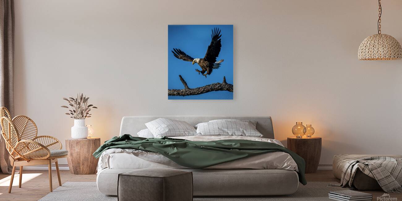 Bald Eagle  Reproduction