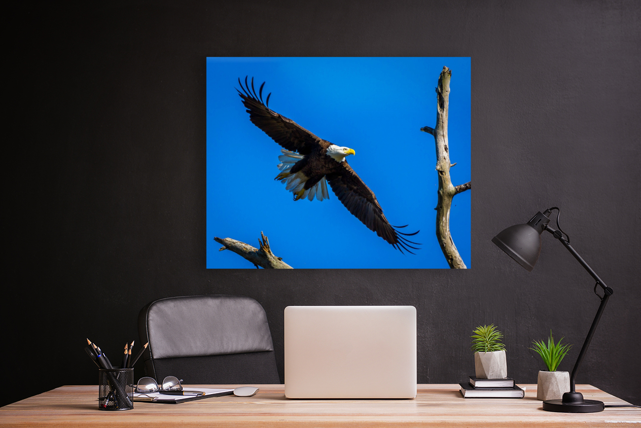 Bald Eagle Reproduction