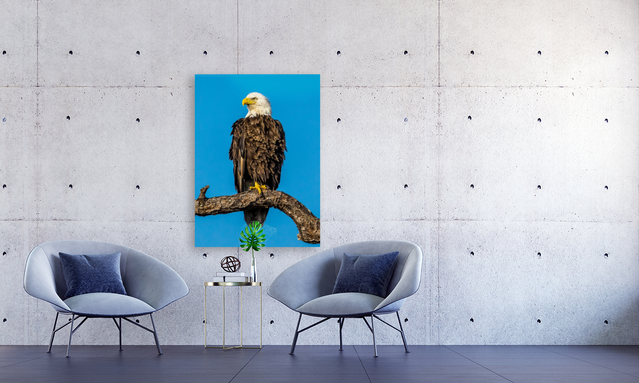 Bald Eagle Reproduction