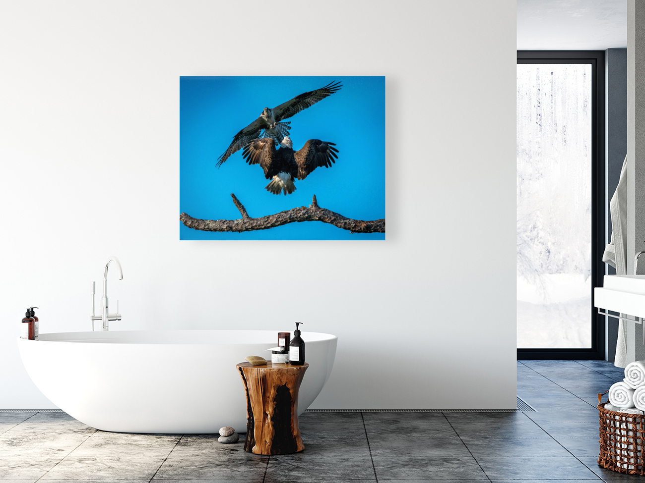  Bald Eagle vs Osprey  Reproduction