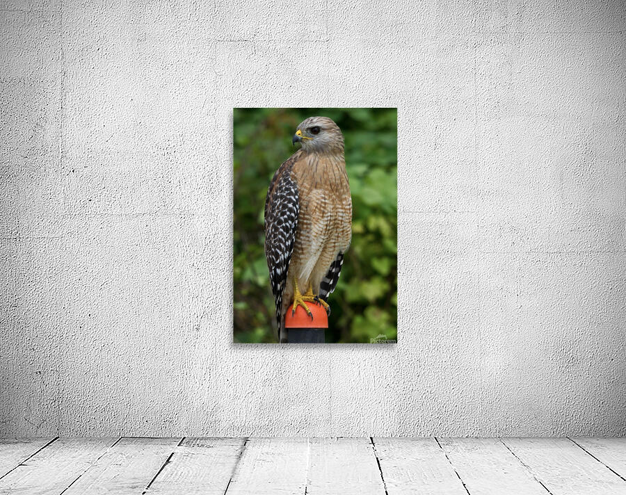 Red Shouldered Hawk  Wall Preview