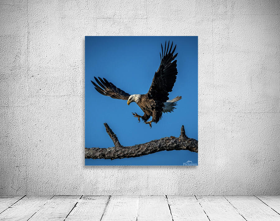 Bald Eagle  Wall Preview