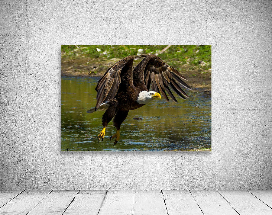 Bald Eagle Wall Preview