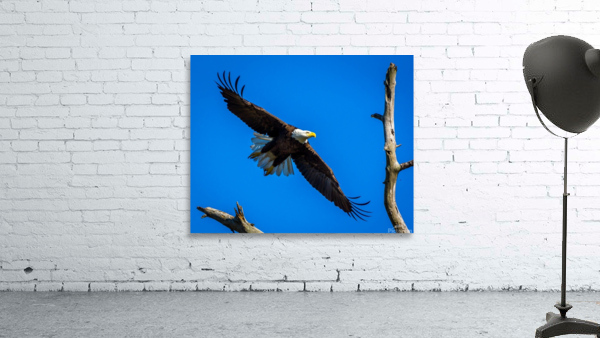 Bald Eagle Wall Preview