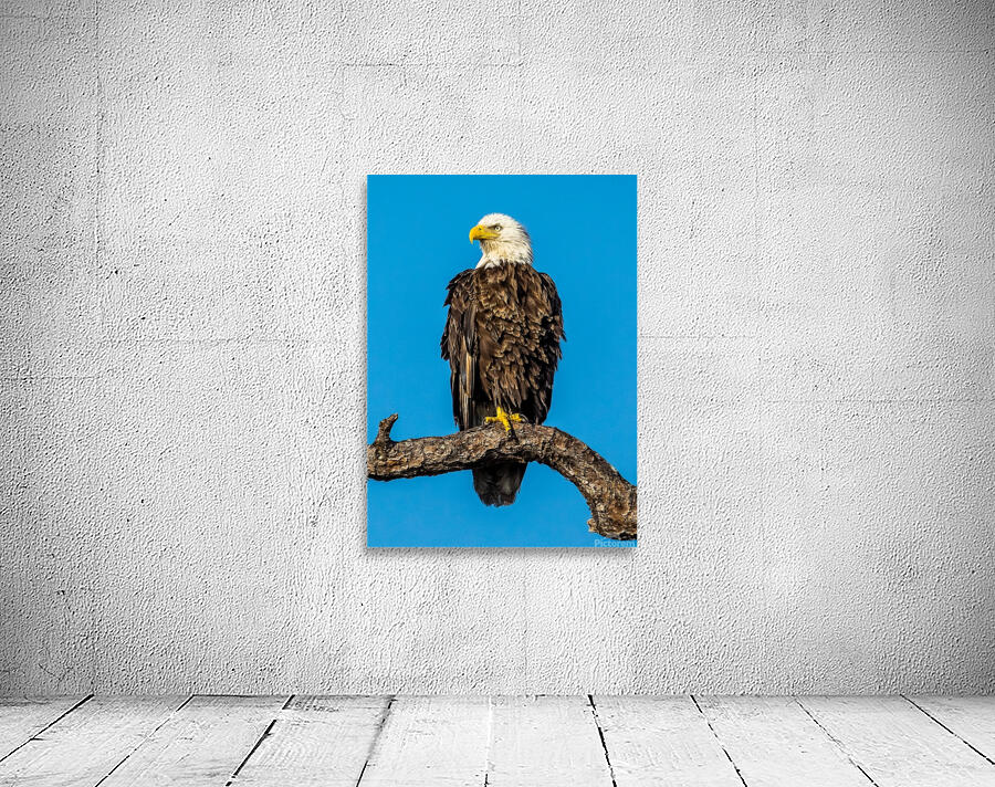 Bald Eagle Wall Preview