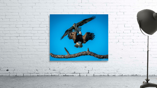  Bald Eagle vs Osprey  Wall Preview