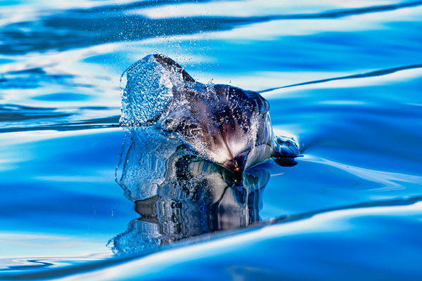 Reflections  Téléchargement Numérique