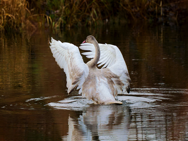 The Conductor Digital Download