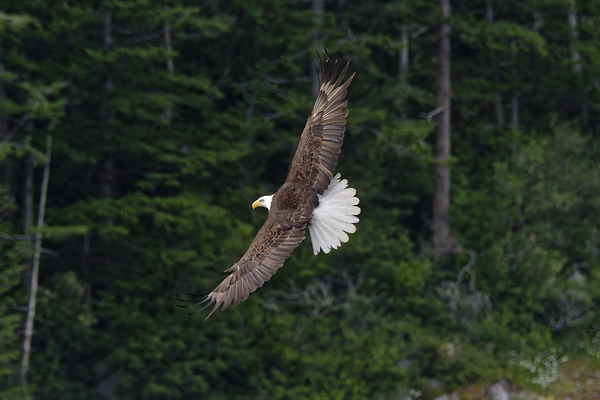  Soar Digital Download