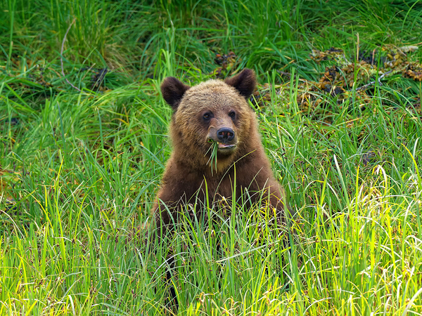 Marshmallow - Next Generation Téléchargement Numérique