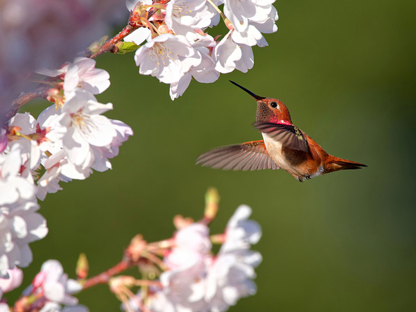 Afternoon Delight Digital Download