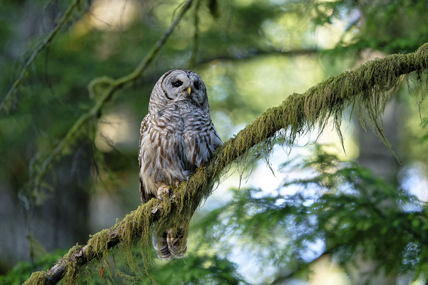 Wisdom Téléchargement Numérique
