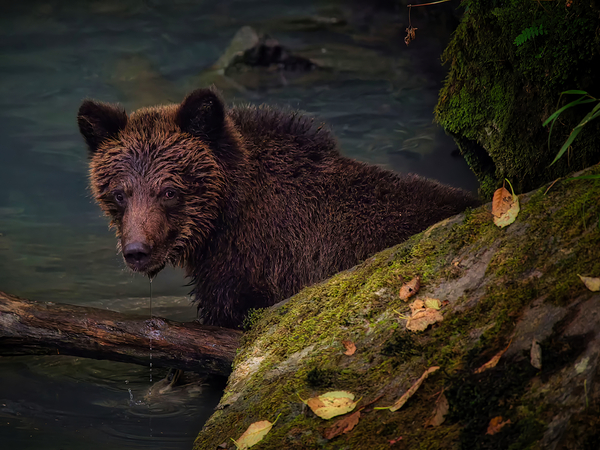 Life & Death in the Shadows Digital Download