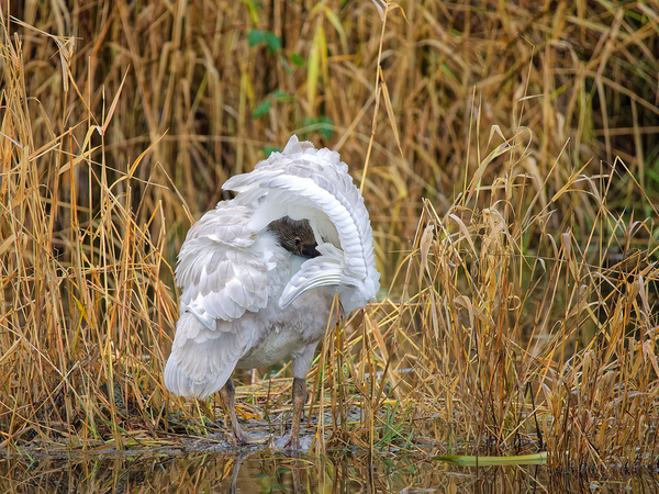 Peek-A-Boo Digital Download