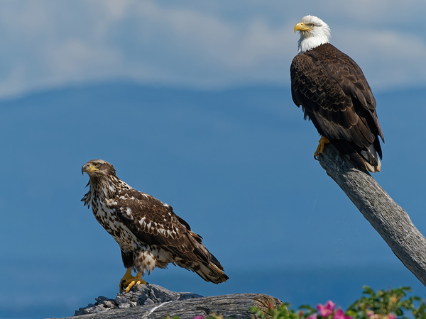 Legacy - Bald Eagles Digital Download