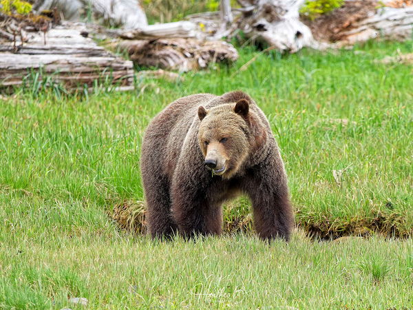 Boss Bear Digital Download