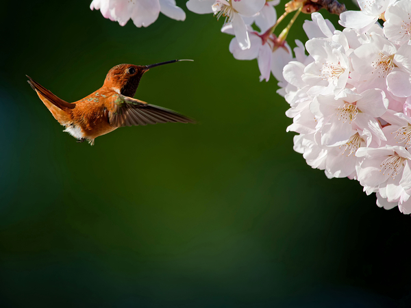 Rufous & Blossoms Digital Download