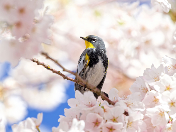 Warbler & Cherry Blossoms Digital Download