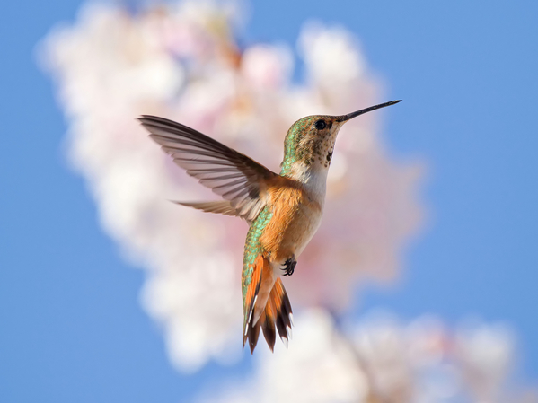 Regal Defence Digital Download