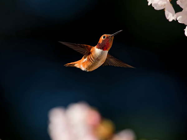 Hovercraft Digital Download