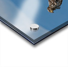 Legacy - Bald Eagles Acrylic print