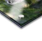 Wisdom Impression Acrylique