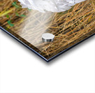 Peek-A-Boo Acrylic print