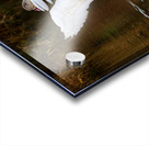 The Conductor Acrylic print