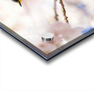 Warbler & Cherry Blossoms Acrylic print