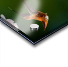 Rufous & Blossoms Acrylic print