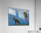 Legacy - Bald Eagles Acrylic Print