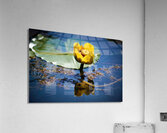 Lily Acrylic Print