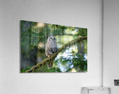 Wisdom Impression acrylique