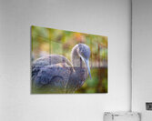 Autumn Blue Acrylic Print