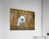 Peek-A-Boo Acrylic Print