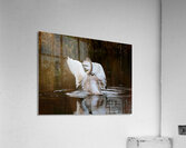 The Conductor Acrylic Print