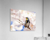 Warbler & Cherry Blossoms Acrylic Print