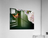Rufous & Blossoms Acrylic Print