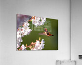 Afternoon Delight Acrylic Print