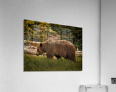 Morning Light Acrylic Print