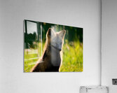 Foxy Lady Acrylic Print