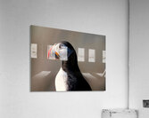 Puffin Portrait Acrylic Print