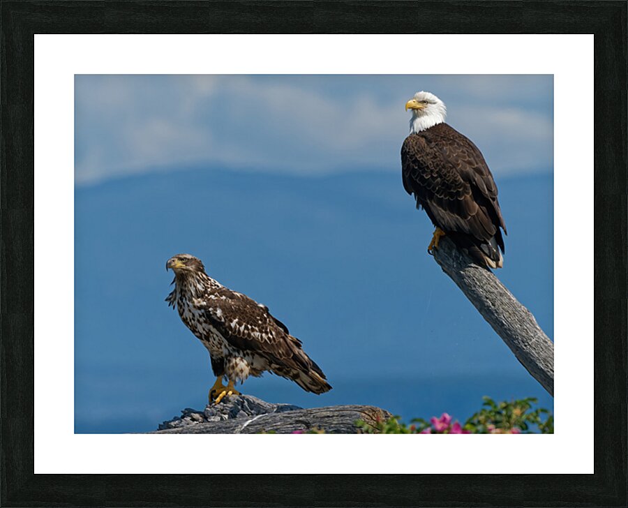 Legacy - Bald Eagles Picture Frame print