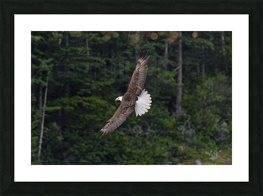  Soar Picture Frame print